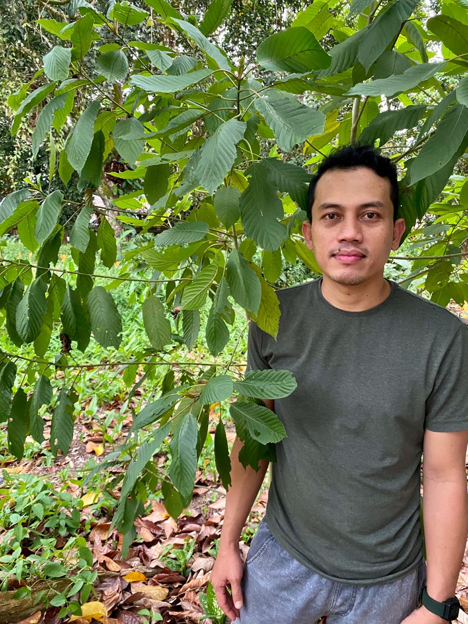 kratom tree farmer